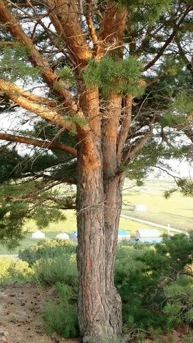 臭李子熟啦. - 美篇