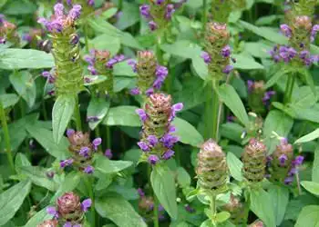 春天路边常见的5种草药,不要再把它们当作野草了!