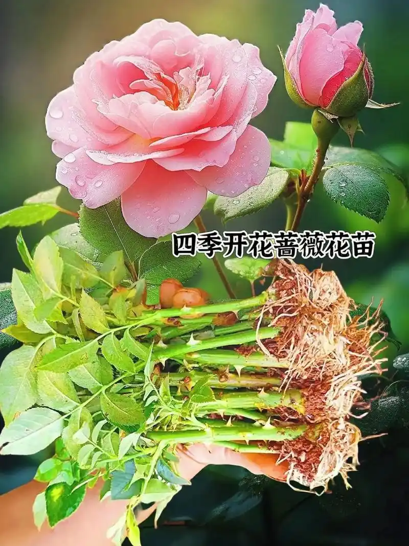 蔷薇花是春天种植的好时节.蔷薇花爬墙蔷薇,有几十种颜色,花开 - 抖音