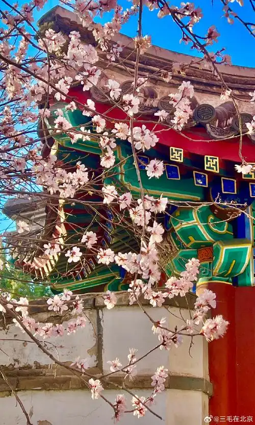 北京的春色#@北海公园见春亭古遗堂 山桃花开打卡美丽的中国超话北京