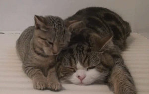 丸maru猫咪喵星人废柴废猫慵懒困死了gif动图_动态图_表情包下载_soo