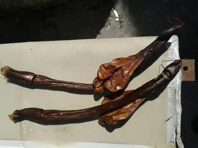 请问是什么动物的鞭?