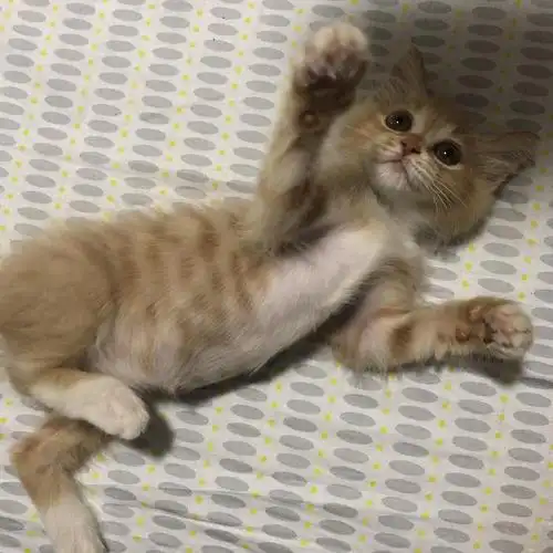 给大家看看我的长毛橘猫目前两个月啦