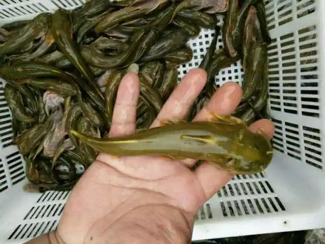 四川人称为"石爬子"的一种小鱼,为何成了餐桌上的珍品