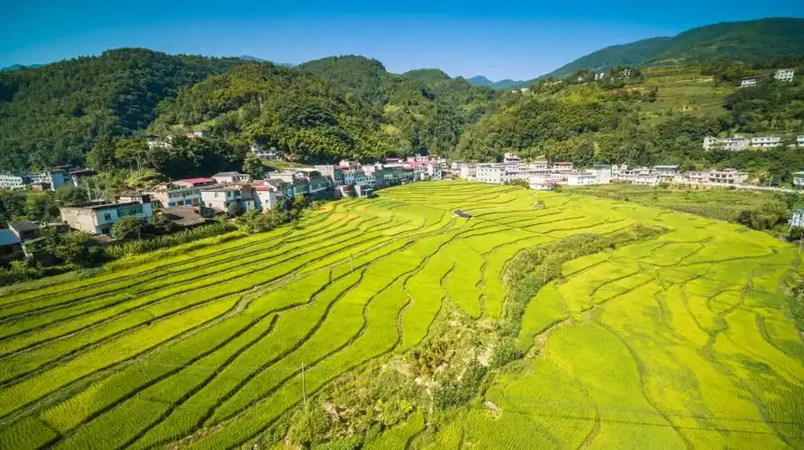 紫阳县高桥镇兰草村:金秋八月稻米香-陕西关注