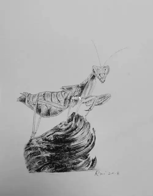 螳螂之蜡笔小新