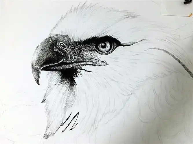 钢笔画鹰