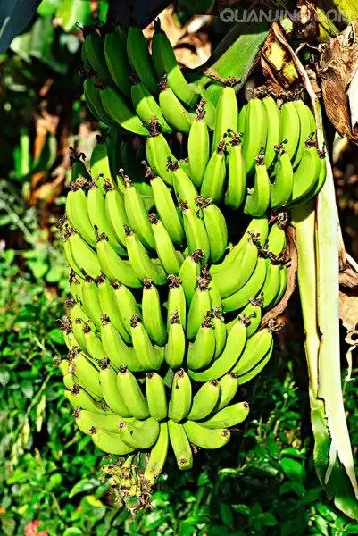 香蕉树