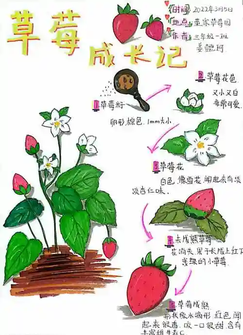 自然笔记优秀作品征集