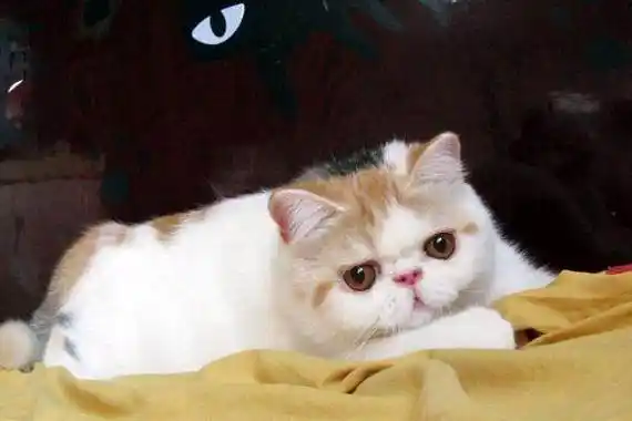 超甜美 大骨量梵三花异短加菲猫mm