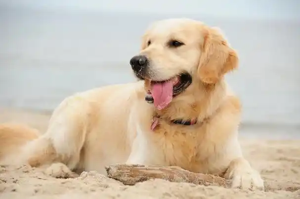 养狗必备:怎么选着一只好金毛