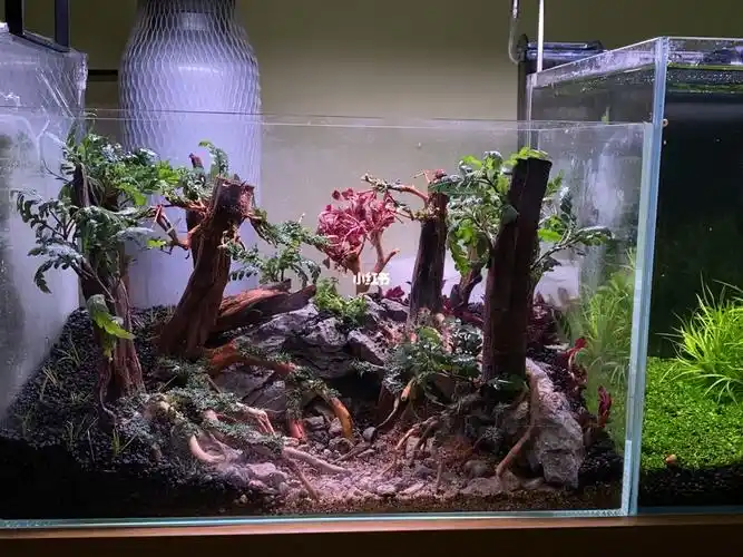 森林鱼缸造景