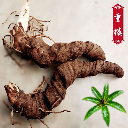 贵州深山七叶一枝花250g新鲜农家滇重楼中药材蚤休真独角莲连包邮