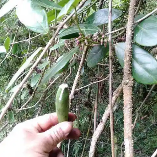 牛角瓜观赏药用盆栽花卉药材种苗种子园林绿化苗木