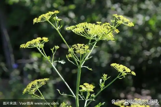 中药超话防风#中医中药养生#防风具有祛风解表,胜湿止痛,止痉的功Ё