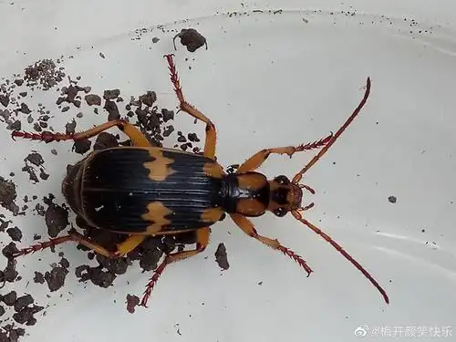 气步甲鞘翅目步甲科气步甲属昆虫叫做步甲的都是不能招惹的