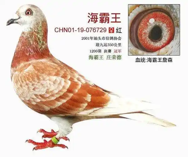 詹森红狐狸的特点