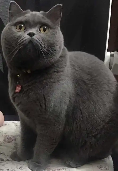 养了三年英短蓝猫灰