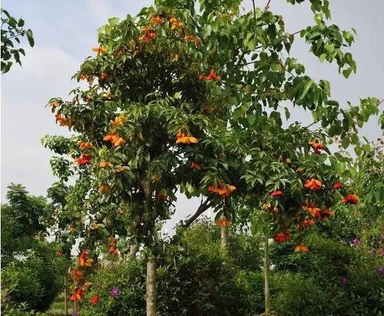 全身是宝的乡土树种"凤眼果"极具种植潜力