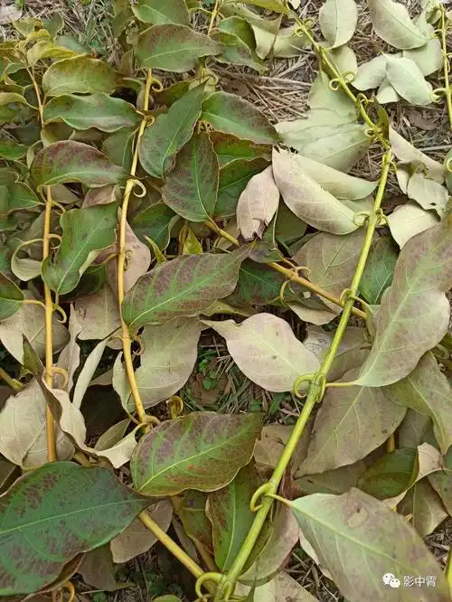 带刺的温柔 —— 高血压患者的保健草药 " 钩藤 "