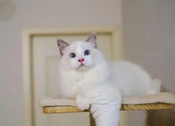 布偶猫找家蓝双色宠物级