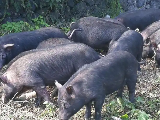 久居禾原生态黑野香猪
