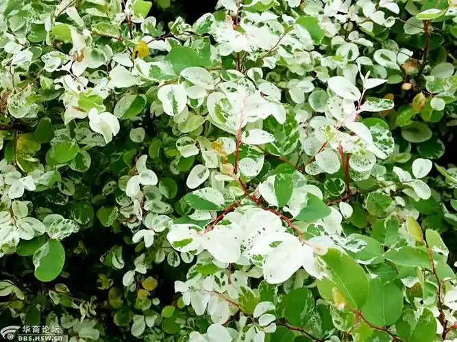 雪花木一一夏日的清凉杨疏影