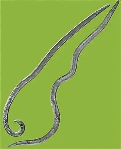 松材线虫病的那些事儿