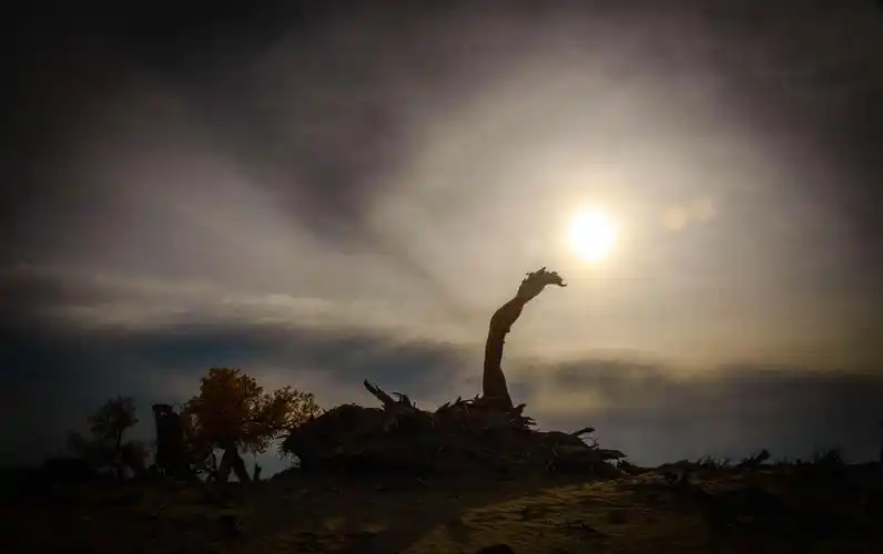 枯而不朽的树干,张扬着杂乱树丫,直刺苍天,仿佛诉