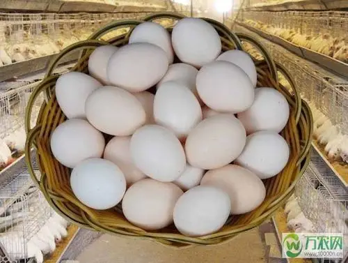 大量供应海兰白鸡蛋