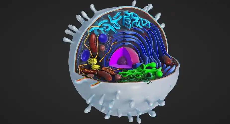 动物细胞3d模型