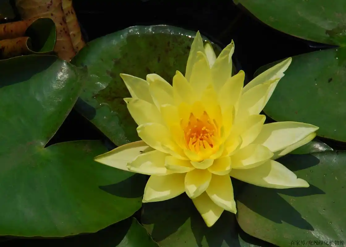 超好看的黄色品种睡莲开花了,快来围观高清睡莲图片