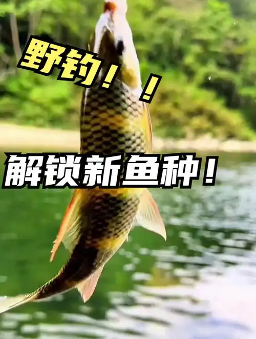 野钓:大哥今天野钓解锁新鱼种,花腰鱼你们见过吗?