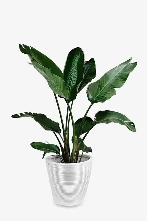 摄影绿色的植物盆栽效果免抠素材免费下载_觅元素51yuansu.com