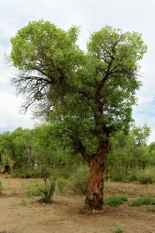 新疆美之胡杨林