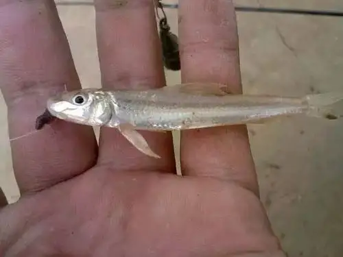 朋友眼中的鱼痴,外人眼中的疯子!