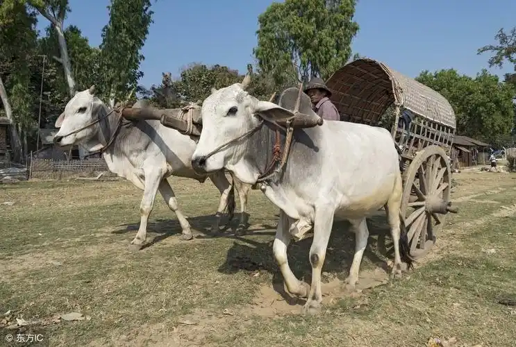 那些你不知道有关于牛的历史典故