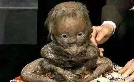 日本瑞龙寺存放的真龙标本和河童标本到底是不是真的