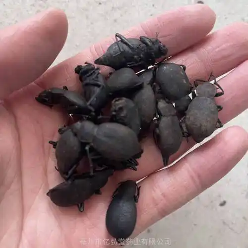 中药材琵琶虫功效与作用琵琶长虫琵琶黑虫黑琵琶虫黑虱虫
