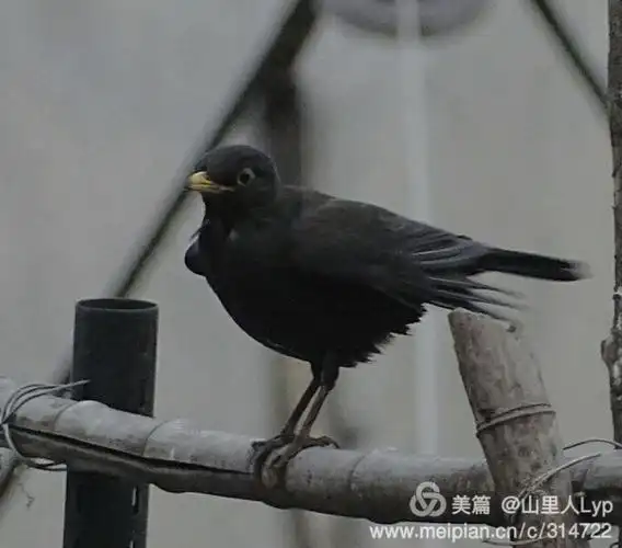 年元旦三洋湿地公园二期今天开园,顺便去看看鸟类,可惜今天没碰到喜鹊