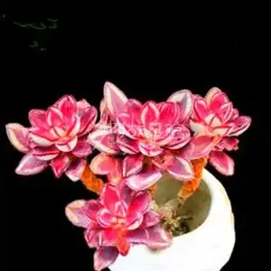 满额包邮多肉【龙骨红丝】含盆土发红色萌肉好养阳台庭院防辐射