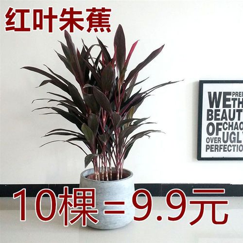 庭院阳台篱笆室内观叶绿植 红叶朱蕉苗 红叶铁树盆栽红竹叶色多彩