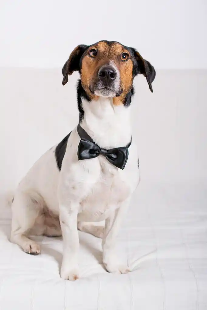 狗蝴蝶结,优雅的狗打领带