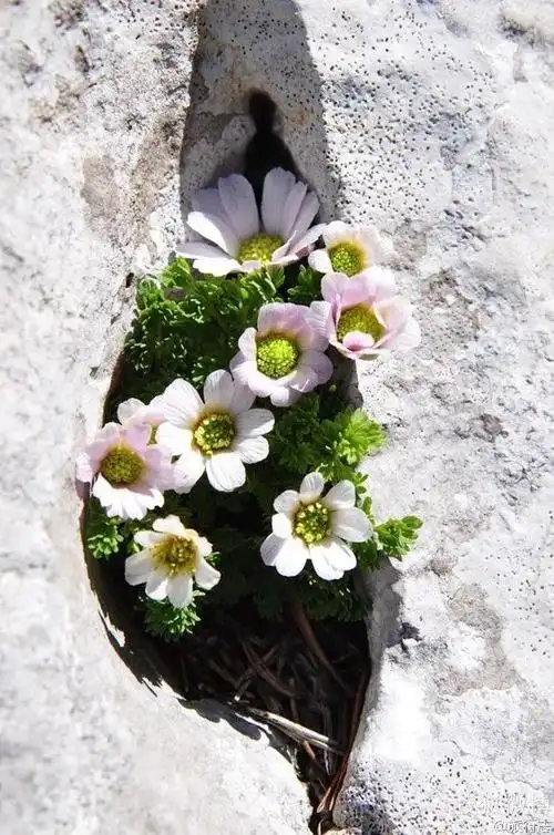 开在石缝里的花朵