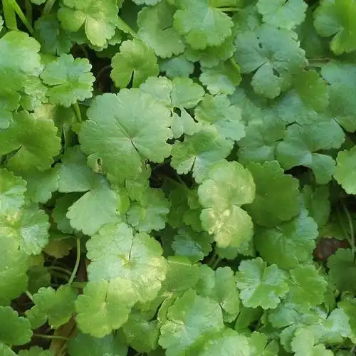 铺地锦500g包邮野生天胡荽新鲜破铜钱满天星草落得打步地锦鱼鳞草