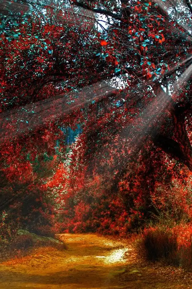 好看唯美意境森林图片高清手机壁纸下载