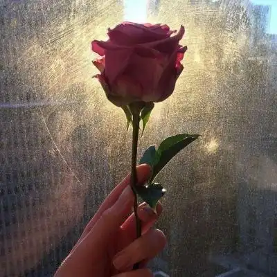 玫瑰花/背景图/赠予你 676767_微信头像_我要个性网