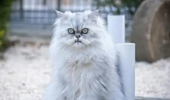 橘猫|折耳猫|波斯猫_网易订阅