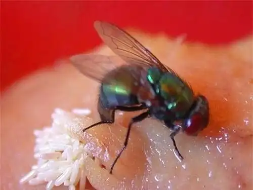 苍蝇冬天都去哪儿了