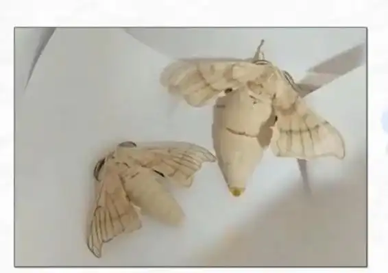 蚕宝宝怎么区分性别?